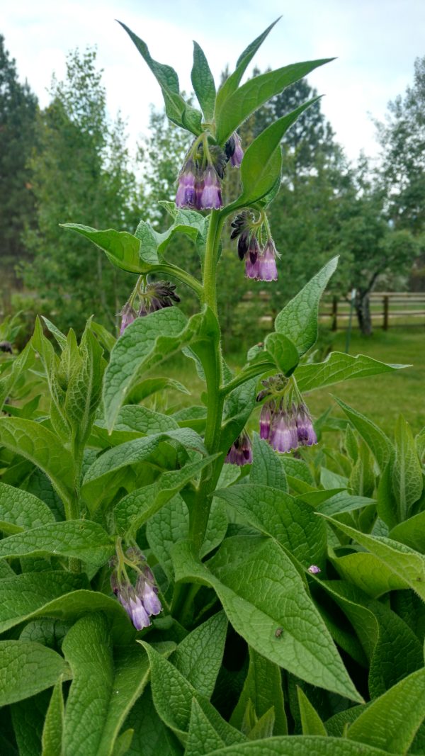 Comfrey Symphytum